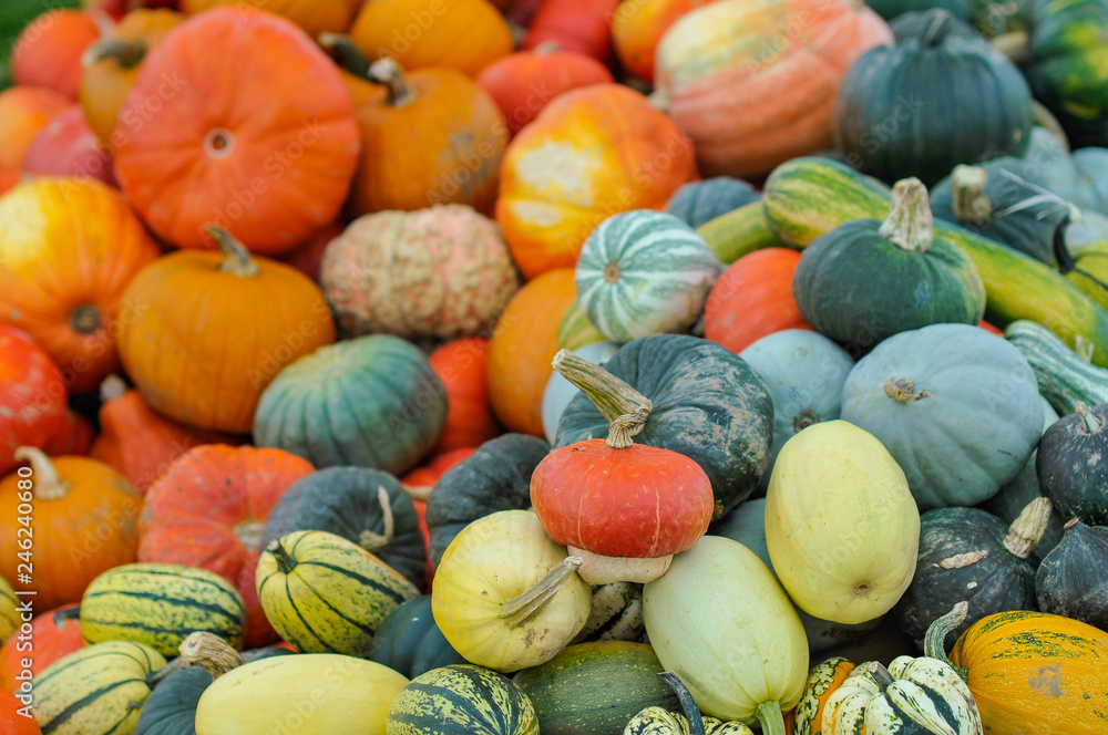 many pumpkins of different colors
