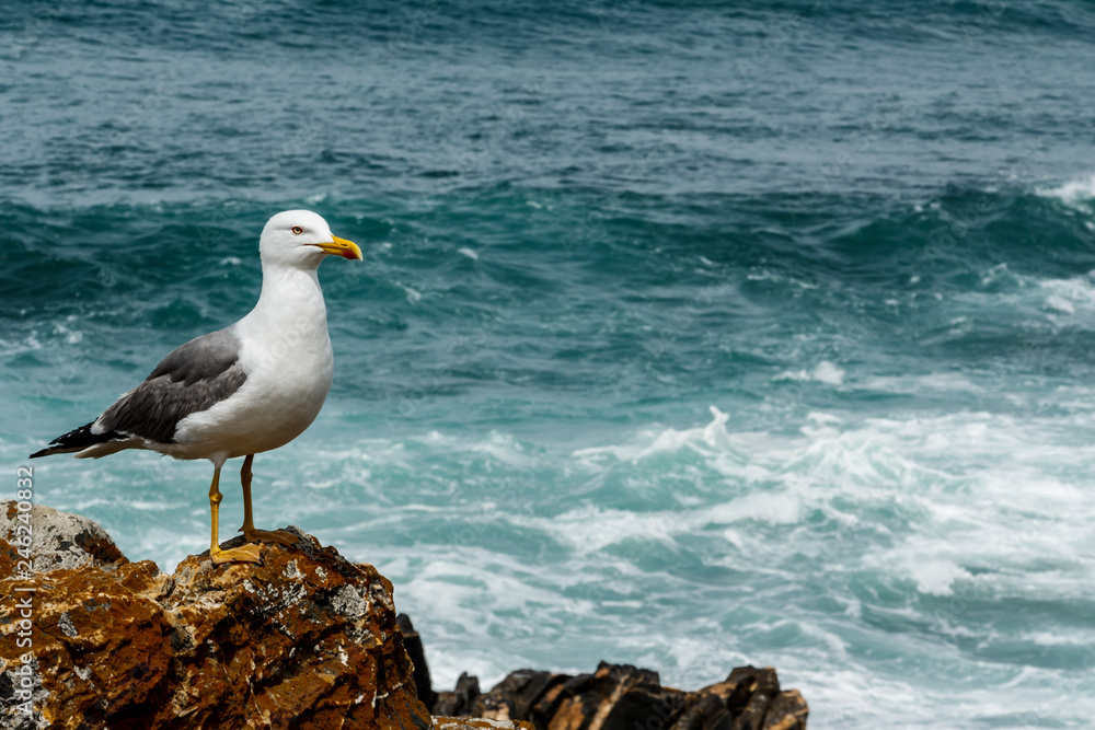 Fototapeta premium Seagull standing on the rock next to the wavy ocean