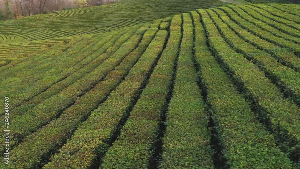 Flight over tea plantation. Krasnodar, Sochi, Russia, From Drone Flight over tea plantation. Krasnodar, Sochi, Russia, From Drone