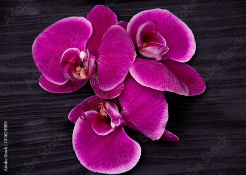 Pink orchid flowers on dark wooden background.