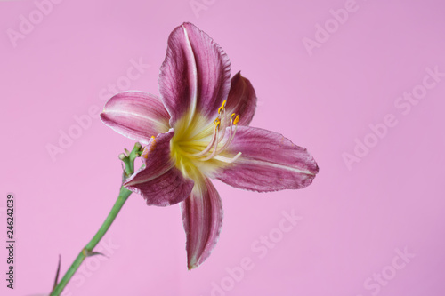 Flower of a lilac daylily with a yellow center isolated on a pink background.
