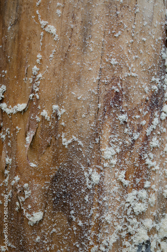 Background from a tree trunk with fine shavings on it