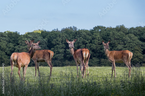 Four deer standing and looking in the distance in Jægersborg deer park (Dyrehave), Denmark
