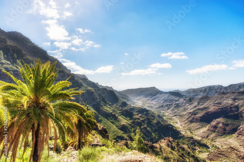 Palme an einem steilen Berghang im Barranco de Mogan auf Gran Canaria photo
