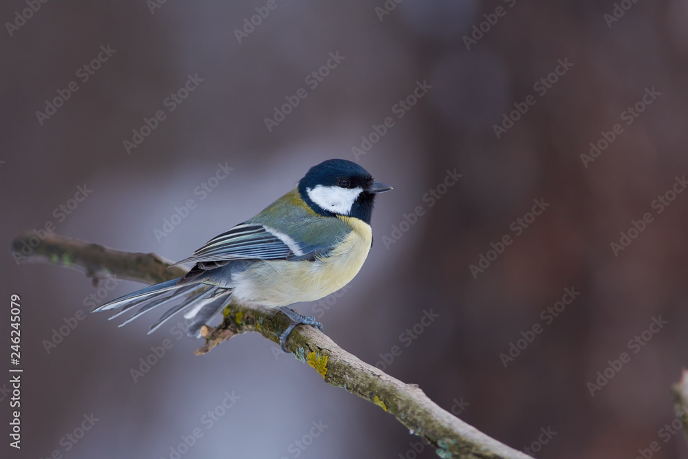 Great tit sits on a dry branch, tail fluffed, in the forest park on a cloudy day.