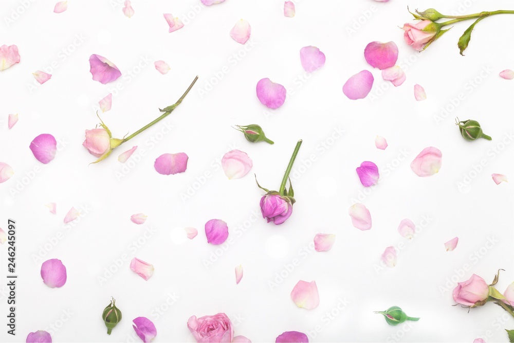 Pink rose flowers on white wooden background Pink rose flowers on white wooden background
