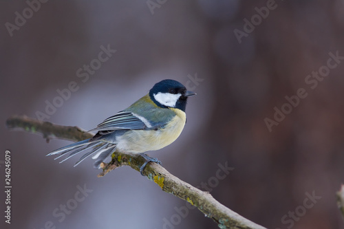 Great tit sits on a dry branch, tail fluffed, in the forest park on a cloudy day.