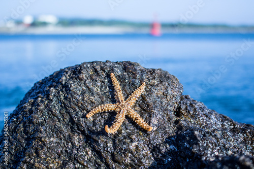 Estrela do mar amarela, numa rocha, com a praia no fundo photo