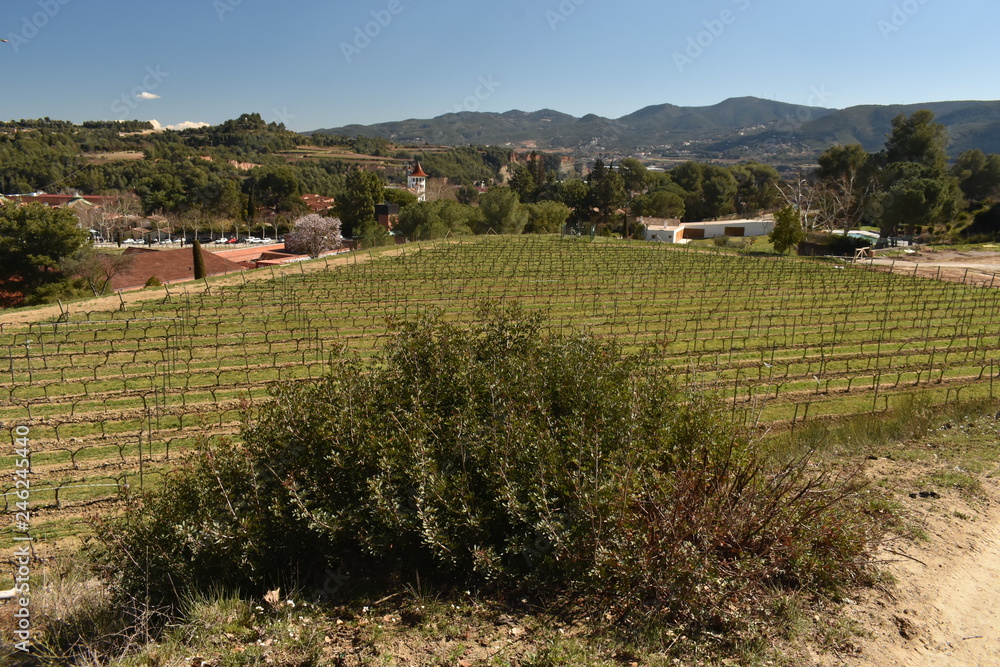 Vignoble Raventos, Catalogne en Espagne