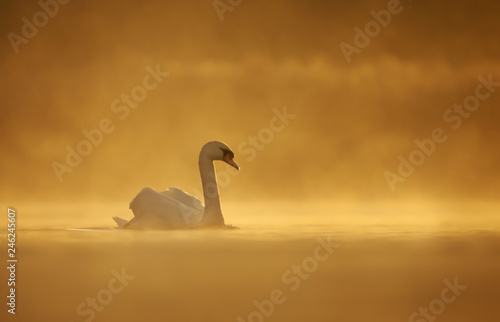 Silhouette of a mute swan in water on a misty morning