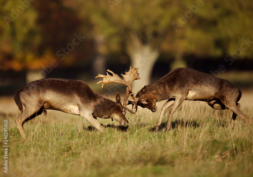 Tapet Two male fallow deer fighting during rut