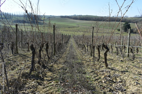 Vignoble du Brulois photo