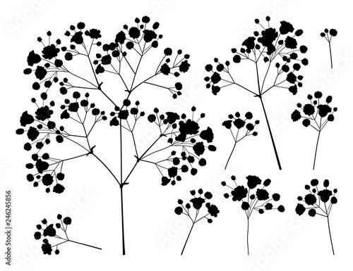 Vector set with silhouette Gypsophila or Baby's breath branch, bud and delicate flower in black isolated on white background. Gypsophila bunch in contour style for romantic spring design.