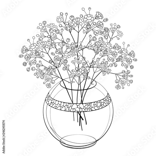 Fototapeta Naklejka Na Ścianę i Meble -  Vector bouquet of outline Gypsophila or Baby's breath flower bunch and bud in round vase in black isolated on white background. Ornate contour Gypsophila branch for spring design or coloring book.