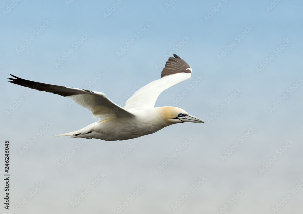 Northern gannet in flight against blue sky Northern gannet in flight against blue sky