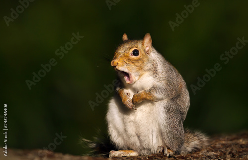 Fotografie Close up of a grey squirrel yawning