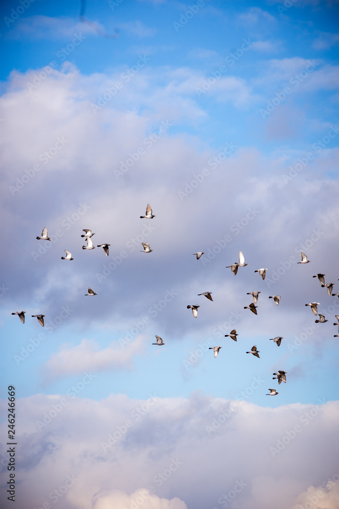 Fototapeta premium Vogelschwarm fliegt am blauen Himmel mit Wolken (Zugvögel)