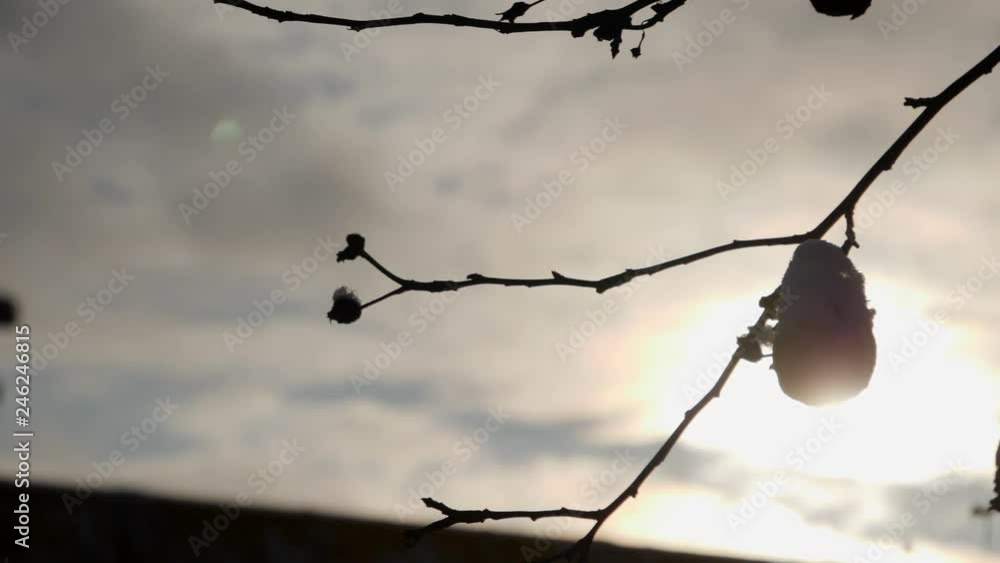 winter fruit with slow motion? and sun on backgrand