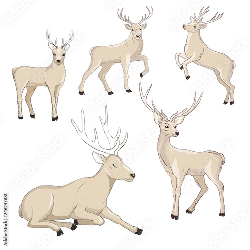 Cute deer cartoon vector set. Wildlife character collection. Forest animal. © Vladimir