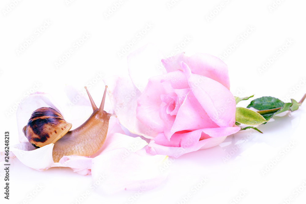 Snail on the delicate rose petals. Rose petals. Pink tender rose. Сoncept of advertising gentle skin care cream, spa salon. Snail on the delicate rose petals. Rose petals. Pink tender rose. Сoncept of advertising gentle skin care cream, spa salon.