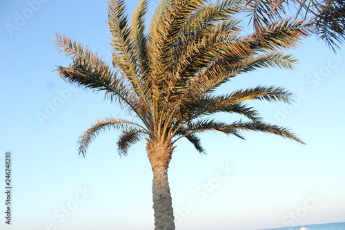 palm tree