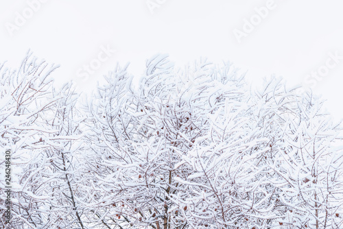 Close up of branches covered with snow.Tree Branch In The Snow Stock Photo..Background of tree branches in the snow. © Андрей Прилуцкий