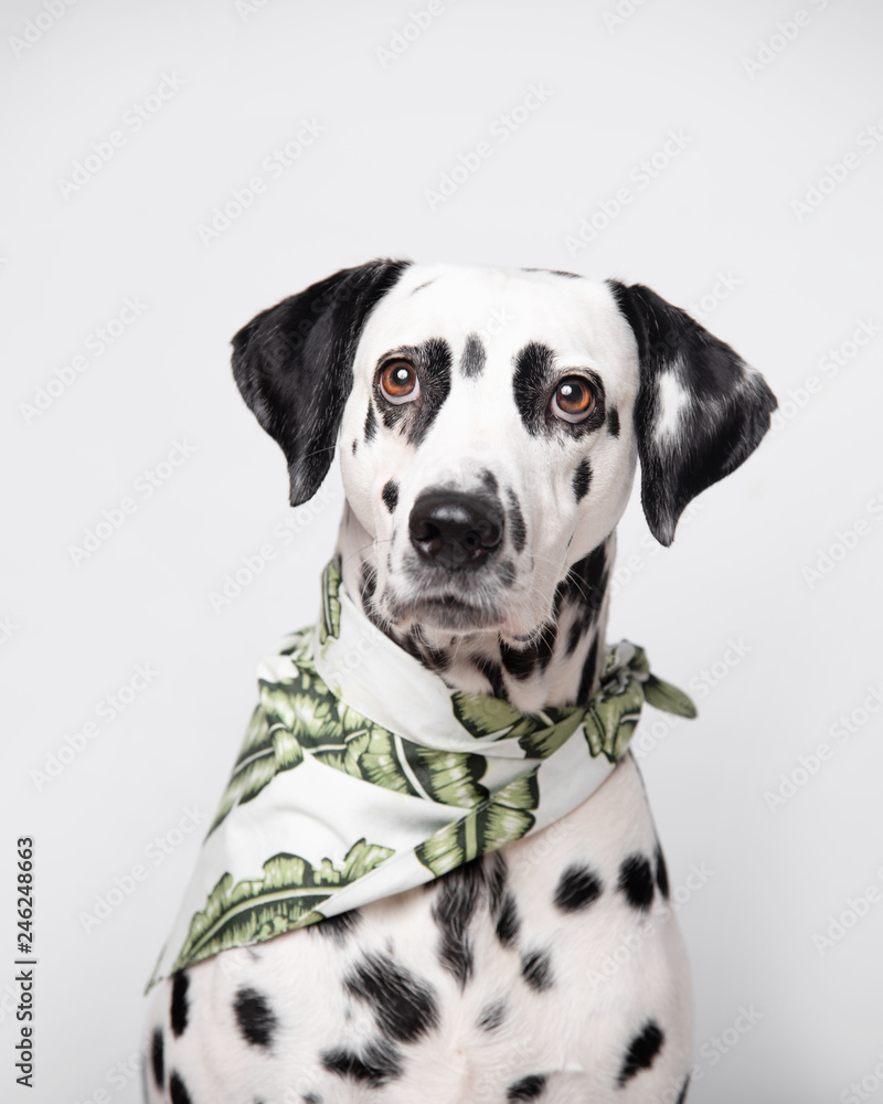 Dalmatian dog in green bandana in studio on the white grey background. Funny dog muzzle with happy smiling expression looking forward into camera.