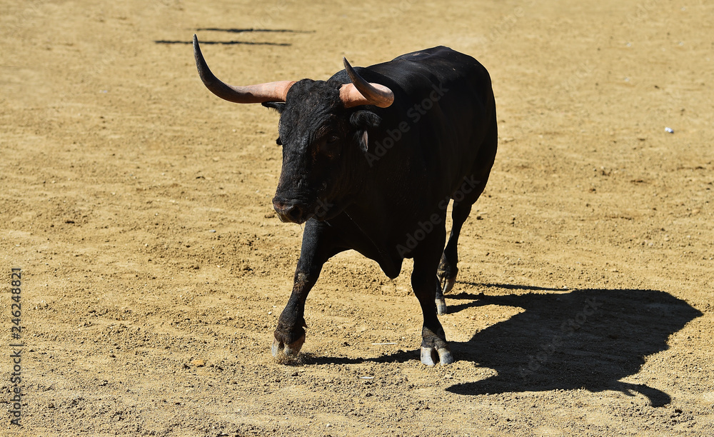 toro en españa toro en españa