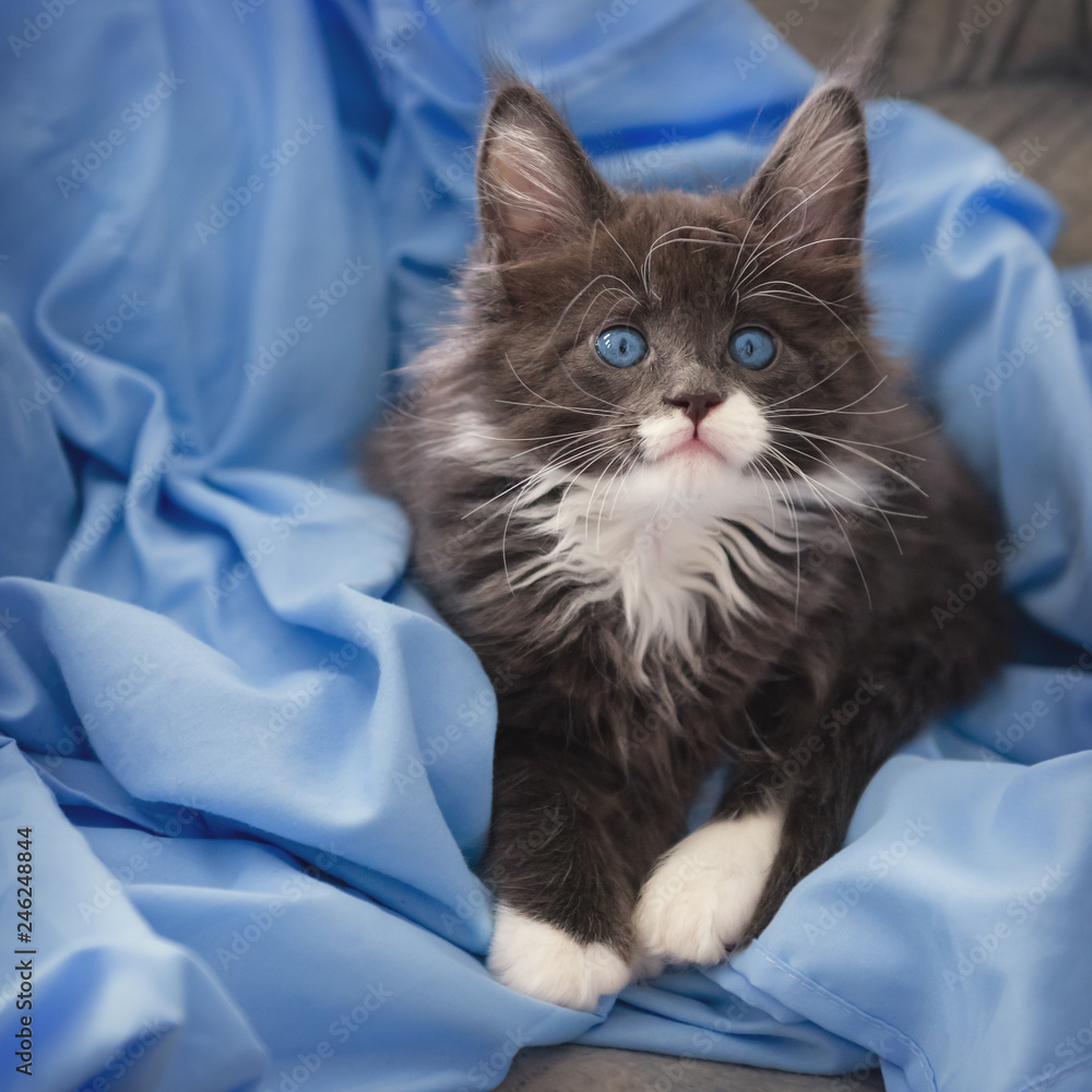 Maine coon kitten.Little cute kitten maine coon looks up. Stock Photo