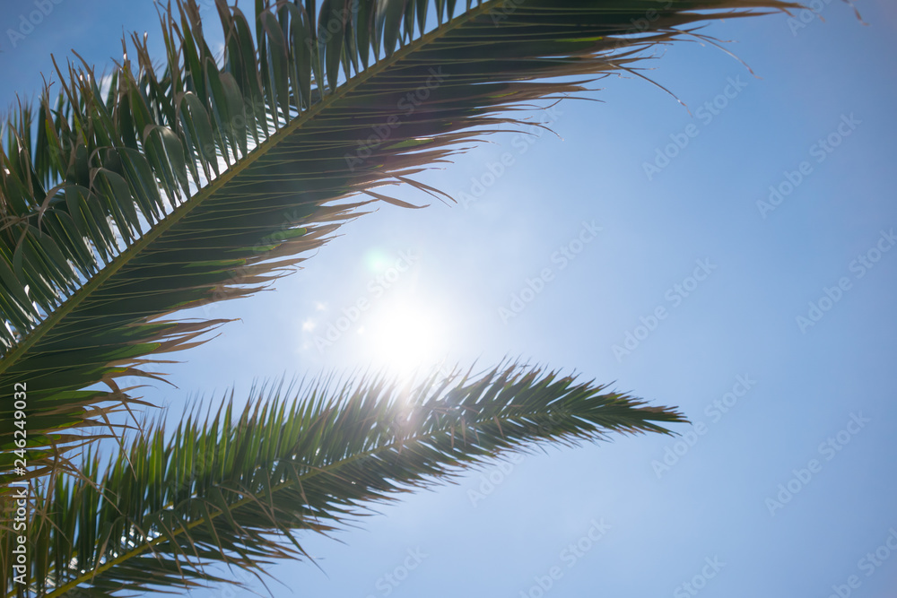 Close up of tropical palm tree branches and bright sun breaking through the leaves. Close up of tropical palm tree branches and bright sun breaking through the leaves.