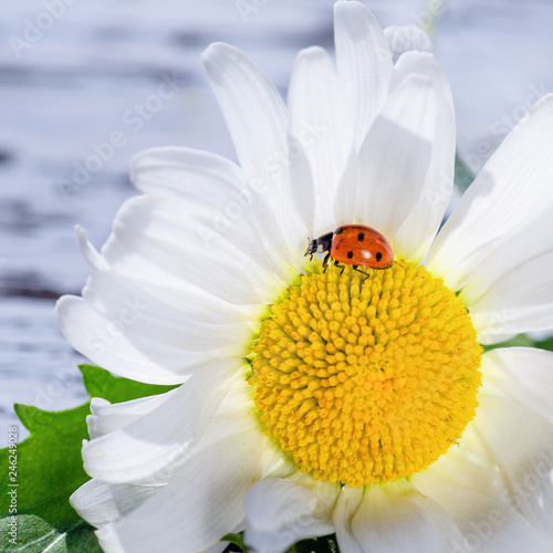 Field of daisy white flower, lit by the sun's rays, on which sits a ladybug.