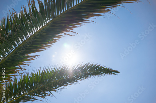 Close up of tropical palm tree branches and bright sun breaking through the leaves. © Zoran