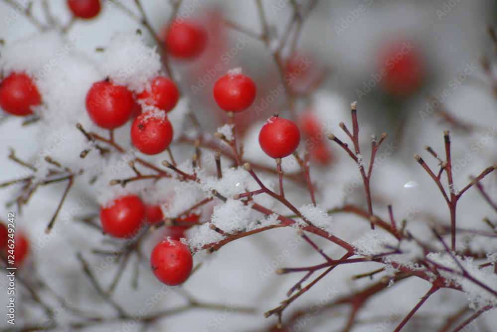 Snow covered berries Snow covered berries