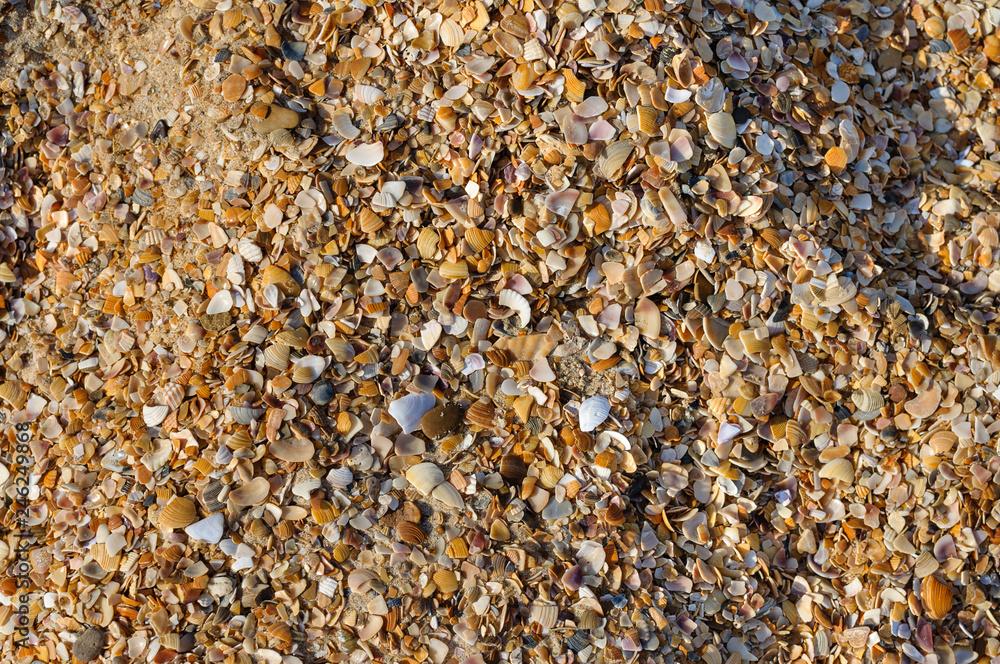 Abstract golden sand with seashells background. Design for interiors. Tropical sand background close-up. Natural sand stone background texture in natural colors. Abstract golden sand with seashells background. Design for interiors. Tropical sand background close-up. Natural sand stone background texture in natural colors.
