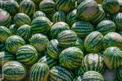 Lot of ripe watermelons against the blue sky. Closeup of a green watermelon.