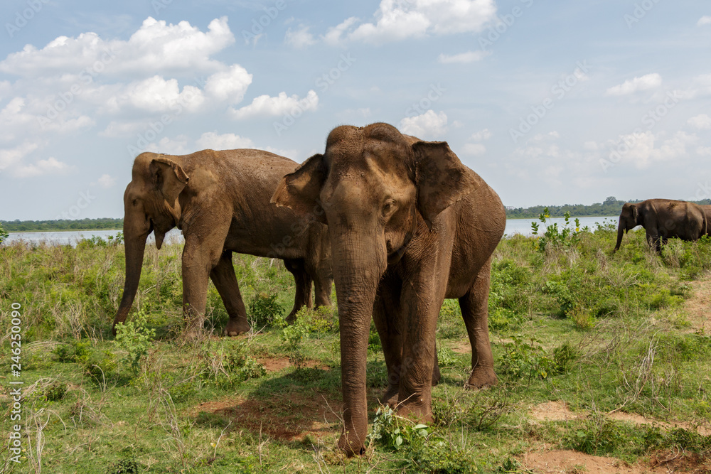 Two adult Asian elephants standing and looking towards the camera next to the lake in Udawalawe national park in Sri Lanka, Asia. Few elephants standing in the background.