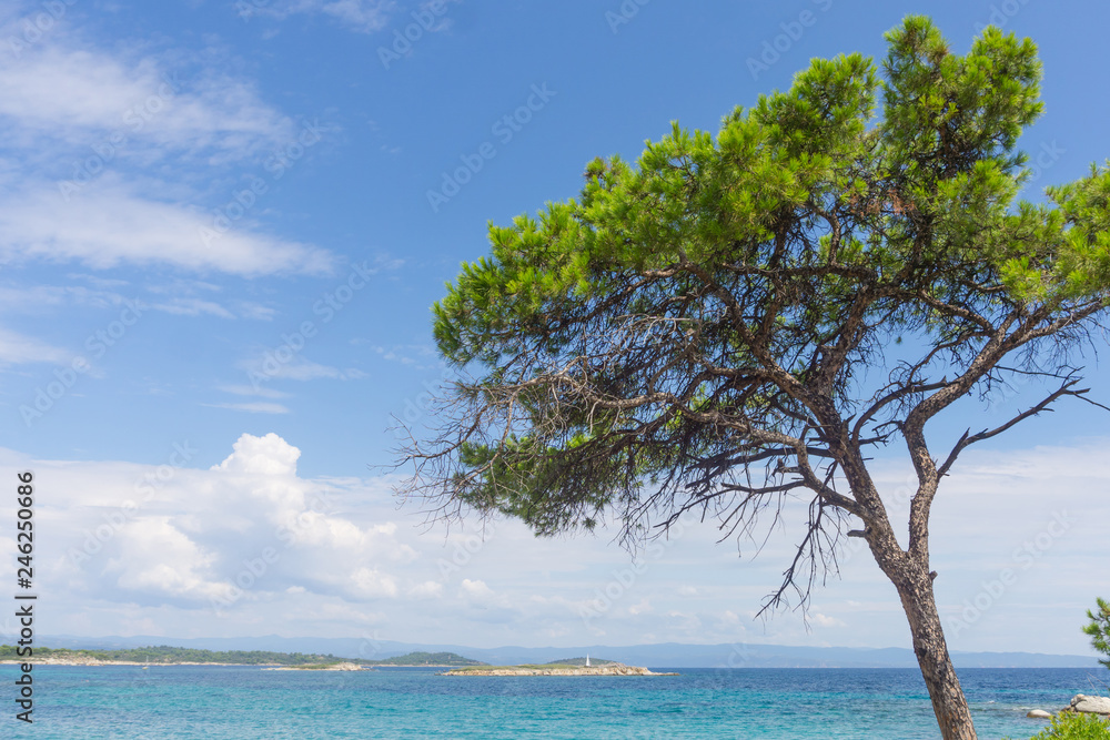 Lonely tree on rock and blue sea water in background, Chalkidiki , Greece.