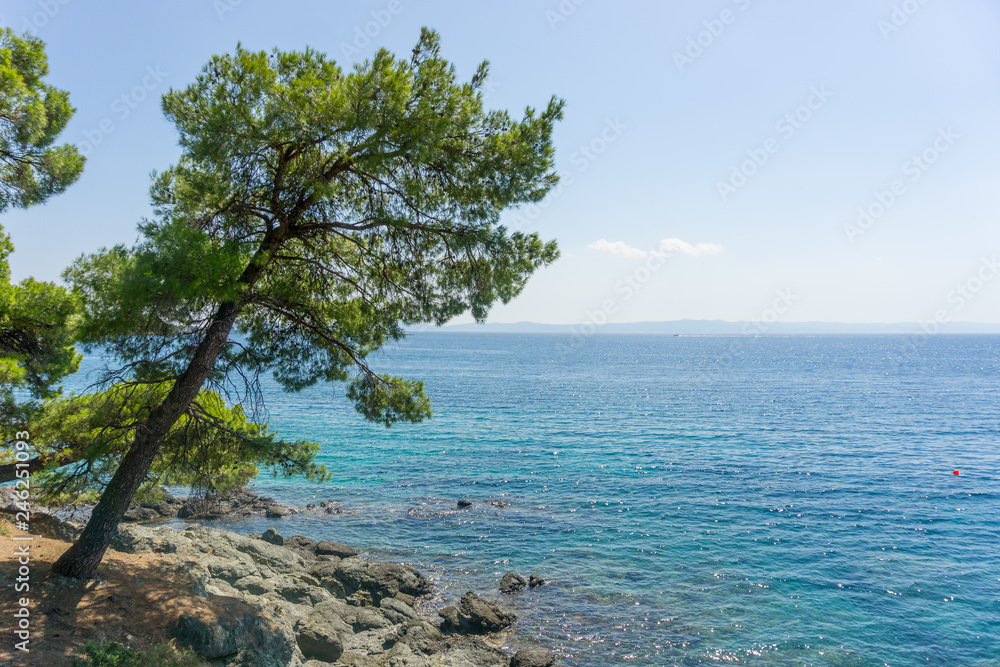 Lonely tree on rock and blue sea water in background, Chalkidiki , Greece.