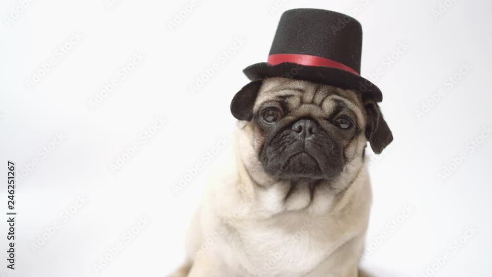 Funny pug puppy, on white background. Crazy dog Funny pug puppy, on white background. Crazy dog