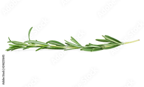 Fresh green sprig of rosemary isolated on a white background