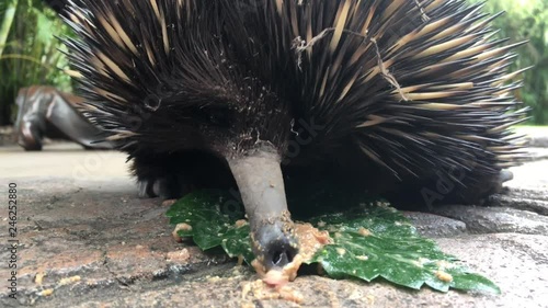 Echidna licking food from a green leaf in Queensland, Australia.  