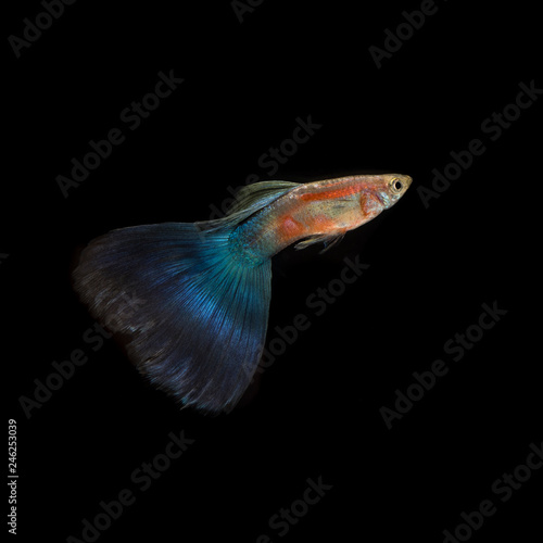 Photography A Guppy fish is seen in an aquarium