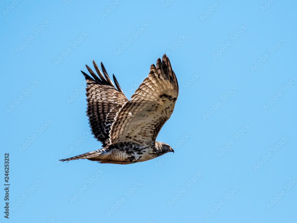 Fototapeta premium Red-tailed hawk juvenile