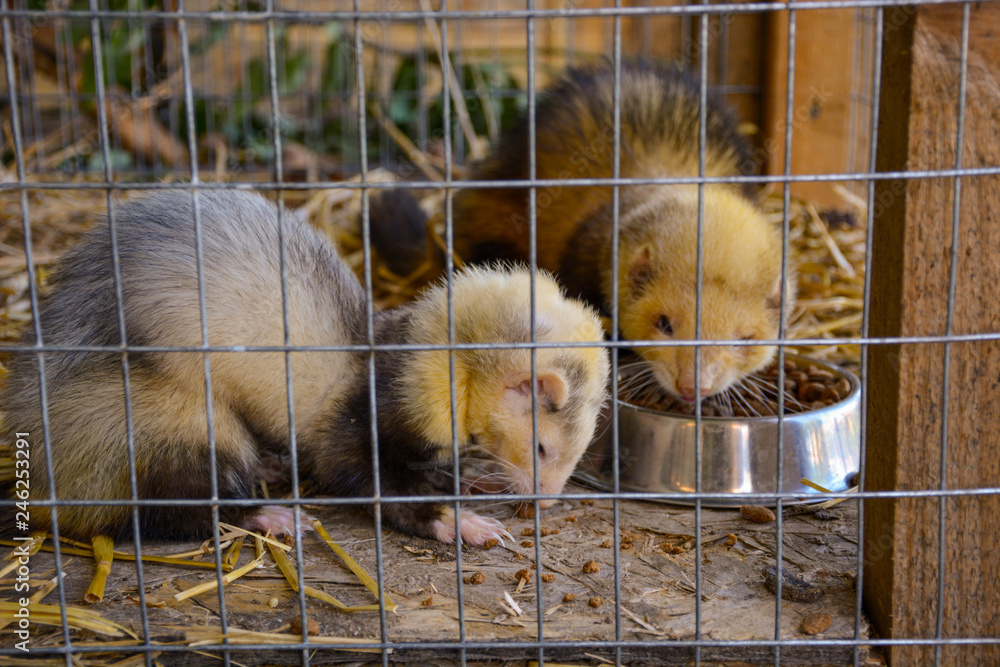 Fototapeta premium marten in a cage