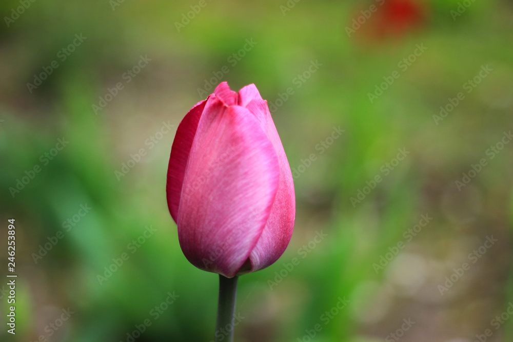 Beautiful purple tulip.