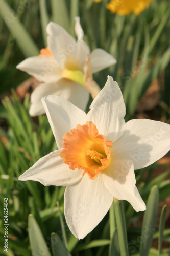 Daffodil duo