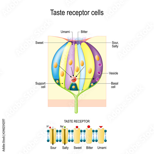 Taste bud with receptor cells. Types of Taste receptors. Cell membrane and ion channels for sour, salty, sweet, umami photo