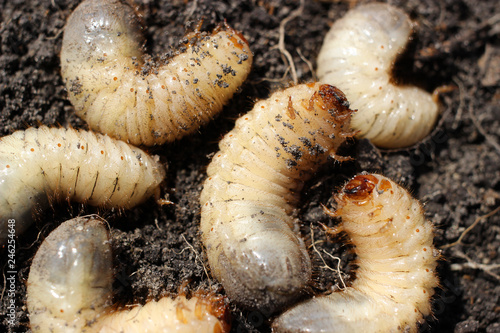 Obraz na plátne Larvae of beetles are pests of many agrarian cultures.