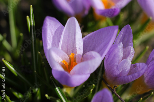 Purple crocus blooms on a warm, sunny spring day.