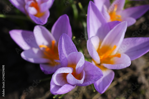 Purple crocuses bloomed in the morning in the garden.